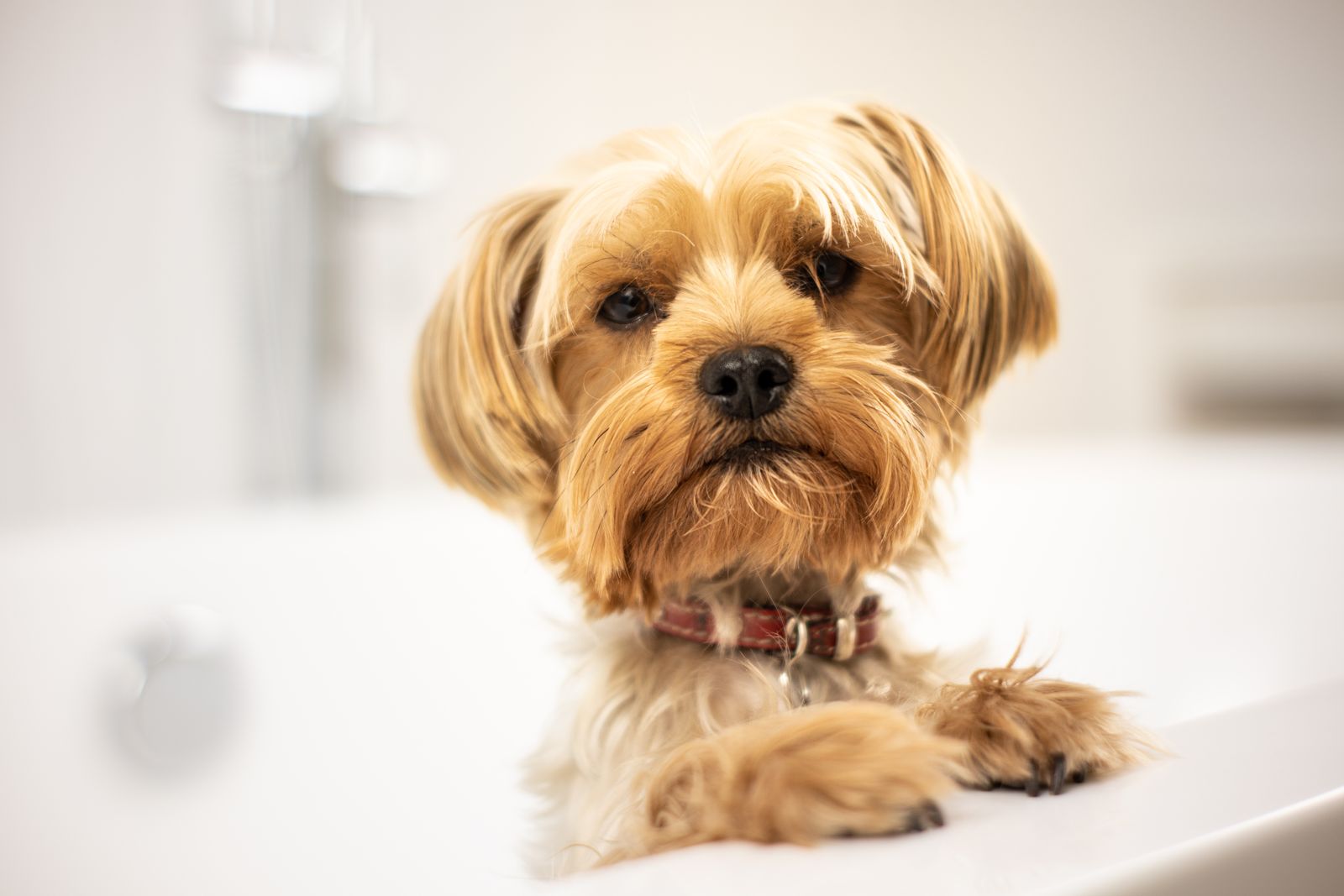 Yorkie relaxing after a groom