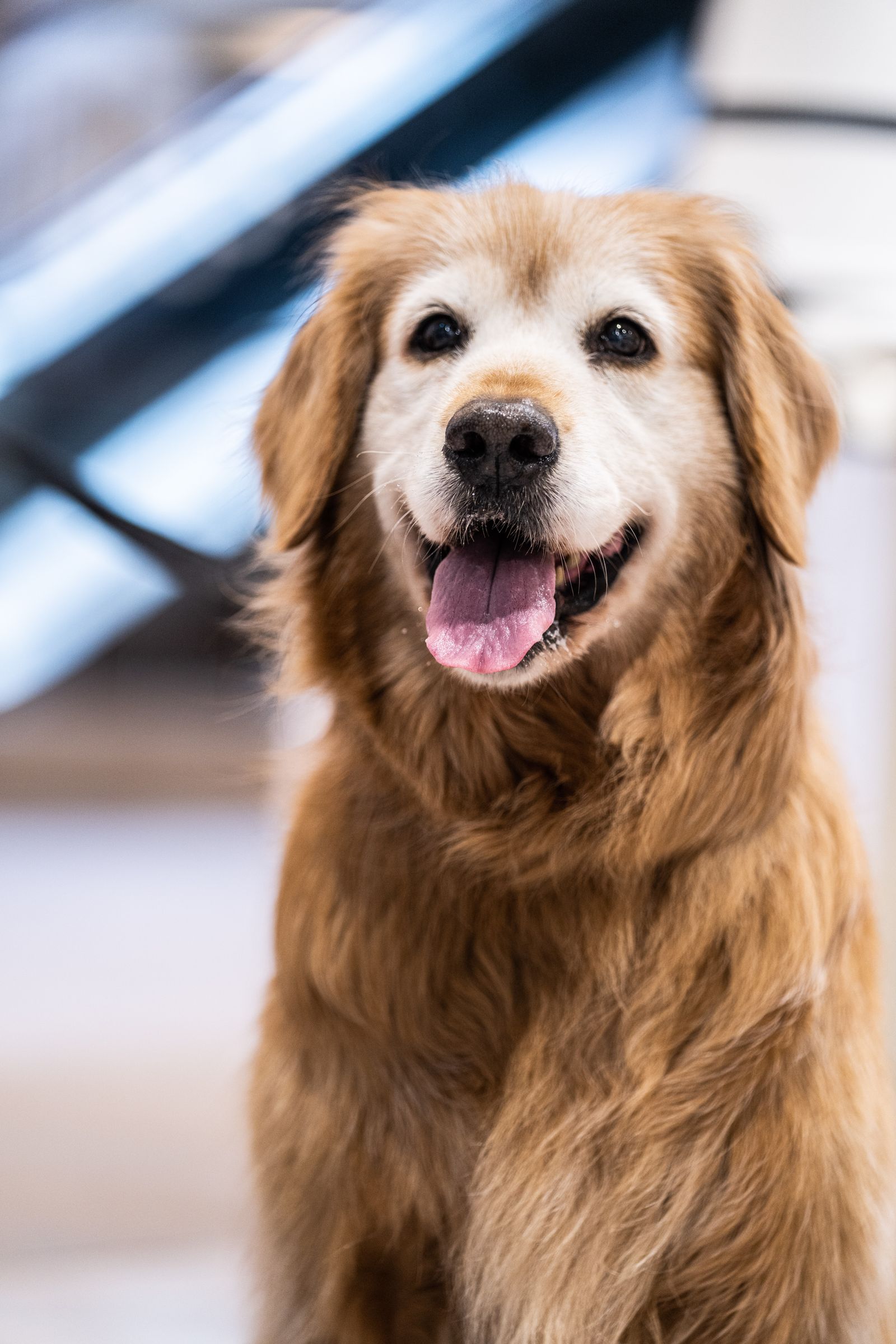 A very happy golden retriever after his groom